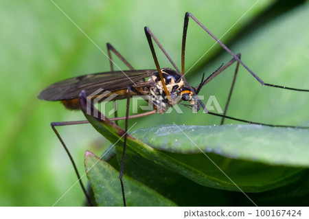 a mosquito sitting on leaf in summer 100167424