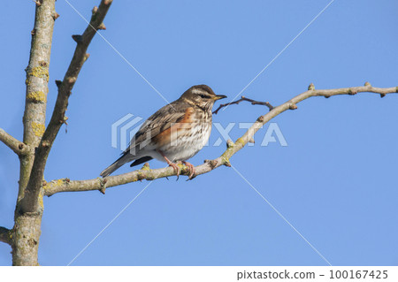 Redwing (Turdus iliacus) sitting on a branch of a tree Redwing (Turdus iliacus) sitting on a branch of a tree 100167425