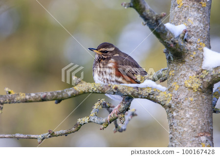 Redwing (Turdus iliacus) sitting on a branch of a tree  in winter 100167428
