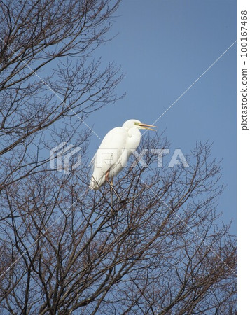 Great egret on a tall tree (winter) Great egret on a tall tree (winter) 100167468