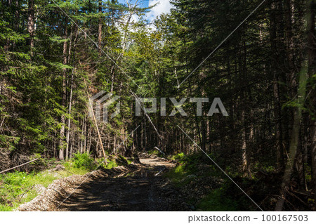 Forest Road. Bad forest road in the Russian taiga. An old timber road in the taiga. The river flows along an old forest road. 100167503