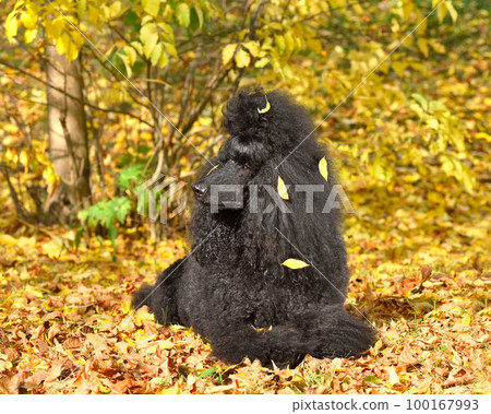 Resting beautiful black poodle Resting beautiful black poodle 100167993
