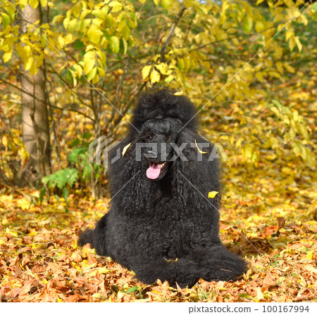 Royal black poodle 100167994