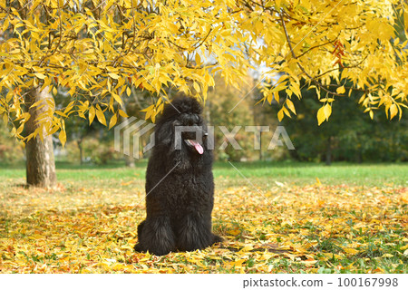 Black poodle sitting on autumn leaves 100167998