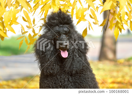 Portrait of standart poodle Portrait of standart poodle 100168001