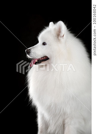 Samoyed dog portrait Samoyed dog portrait 100168042