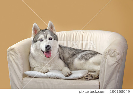 Lying Siberian husky dog Lying Siberian husky dog 100168049