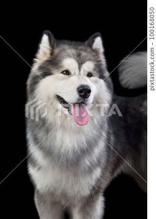 Beautiful Alaskan Malamute dog Beautiful Alaskan Malamute dog 100168050