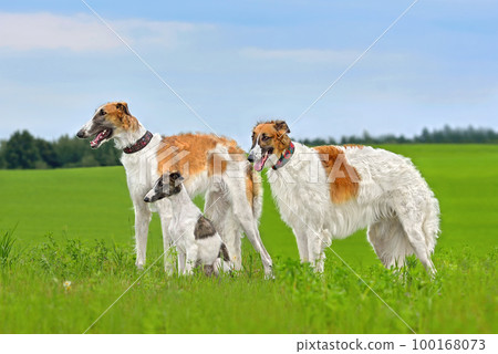 Family of beautiful russian borzoi dogs 100168073
