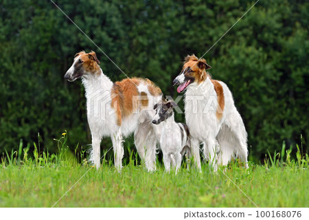 Beautiful russian borzoi dogs Beautiful russian borzoi dogs 100168076