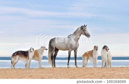 Beautiful russian borzoi dogs with gray horse Beautiful russian borzoi dogs with gray horse 100168089