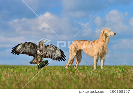 Hunting with borzoi dog and hawk Hunting with borzoi dog and hawk 100168107