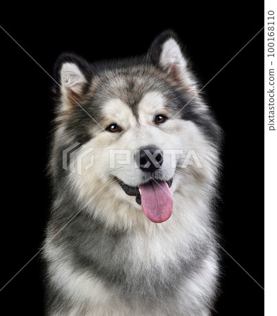 Alaskan Malamute dog 100168110