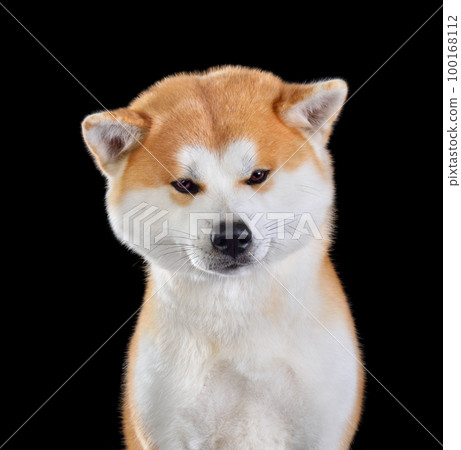 Portrait of ginger Akita Portrait of ginger Akita 100168112