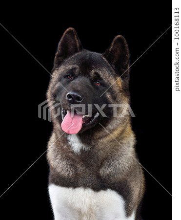 American Akita dog American Akita dog 100168113
