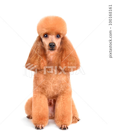 Beautiful toy poodle Beautiful toy poodle 100168161