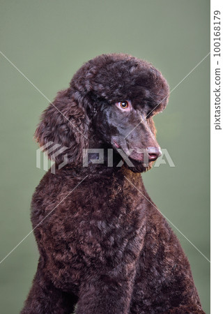 Puppy of chocolate standard poodle Puppy of chocolate standard poodle 100168179