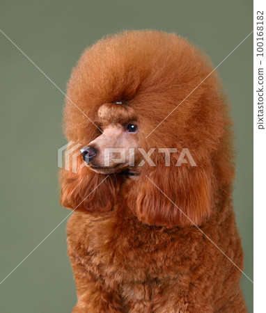 Portrait of funny toy poodle puppy Portrait of funny toy poodle puppy 100168182