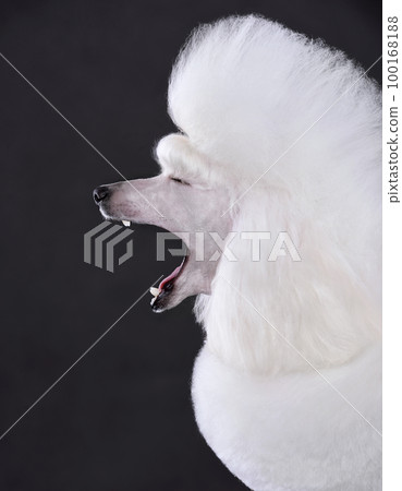 Yawning beautiful white poodle Yawning beautiful white poodle 100168188
