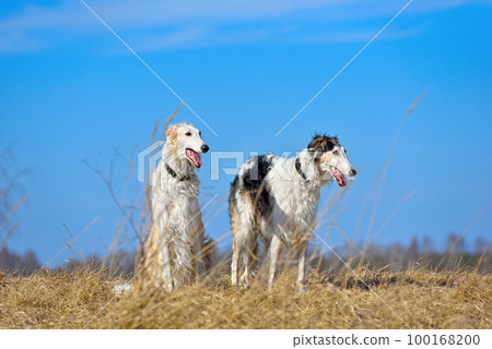 Group ot two russian borzoi dogs Group ot two russian borzoi dogs 100168200