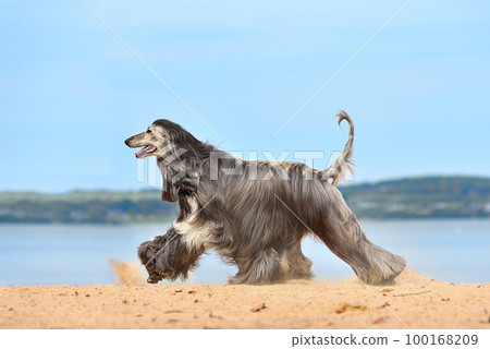 Beautiful Afghan Hound Beautiful Afghan Hound 100168209
