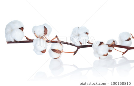 Coton Flower on the delicate white background close-up 100168810