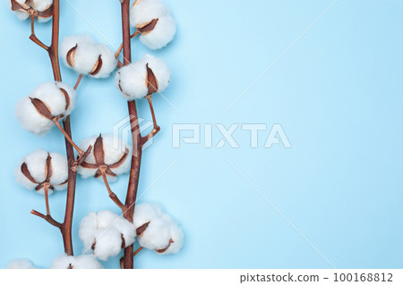 Coton Flower on the delicate blue background close-up Coton Flower on the delicate blue background close-up 100168812