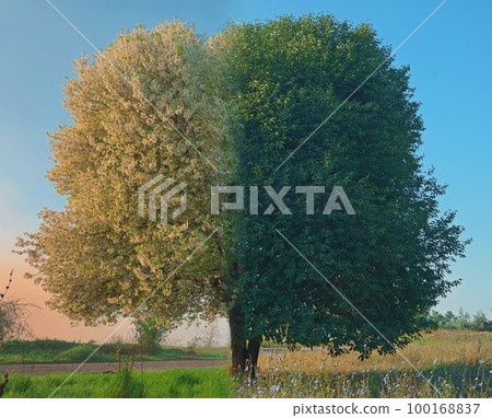 Tree in Galati, Romania in Spring/Summer Time 100168837
