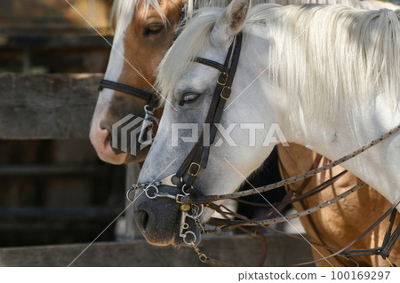 A white and brown horses in a leather strap 100169297