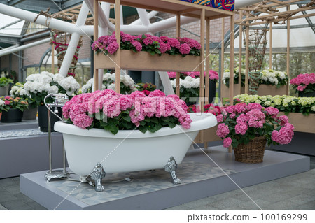 Vintage bathtub filled with pink hydrangea for women day 100169299