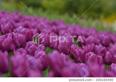 Purple tulip background in a park in Holland 100169300
