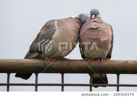 Loving common wood pigeon couple on an iron fence in the Netherlands 100169374