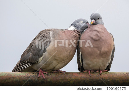 Loving common wood pigeon couple on an iron fence in the Netherlands 100169375
