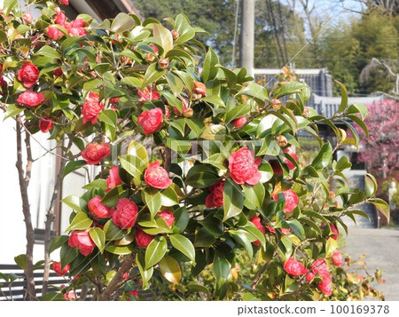 Variant of camellia: Benibokuhan / Benikarako Variant of camellia: Benibokuhan / Benikarako 100169378