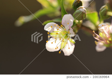 A close-up macro shot of a bonsai-style plum blossom branch with slightly pinkish white flowers. 100169964