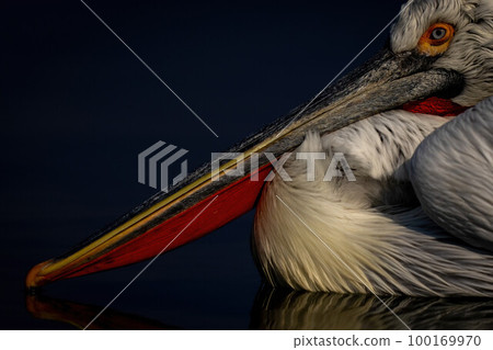 Close-up of Dalmatian pelican beak on water 100169970