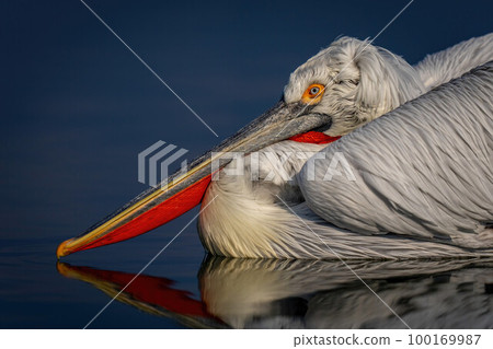 Close-up of Dalmatian pelican reflected in water 100169987