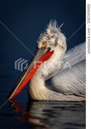 Close-up of Dalmatian pelican swimming in lake Close-up of Dalmatian pelican swimming in lake 100169988