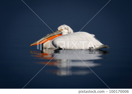 Dalmatian pelican casts reflection in blue lake 100170006