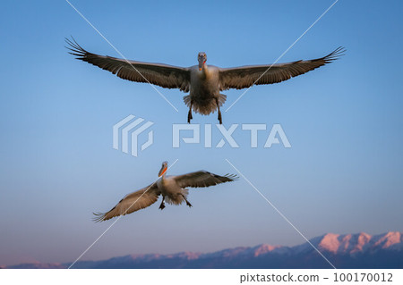 Dalmatian pelican flies above mountains near another Dalmatian pelican flies above mountains near another 100170012