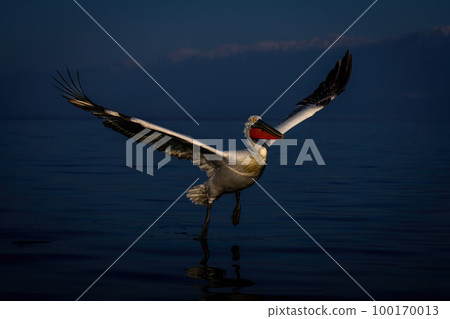 Dalmatian pelican flies across lake beside mountains Dalmatian pelican flies across lake beside mountains 100170013