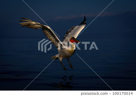 Dalmatian pelican flies across lake by mountains 100170014