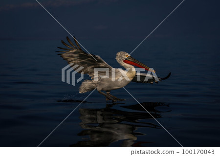 Dalmatian pelican lands on lake with reflection 100170043