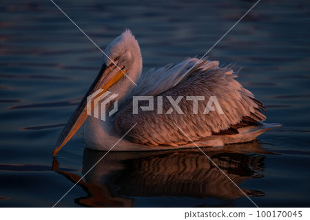 Dalmatian pelican swims across lake at dawn 100170045