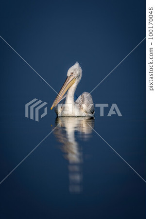 Dalmatian pelican watches camera on blue lake 100170048