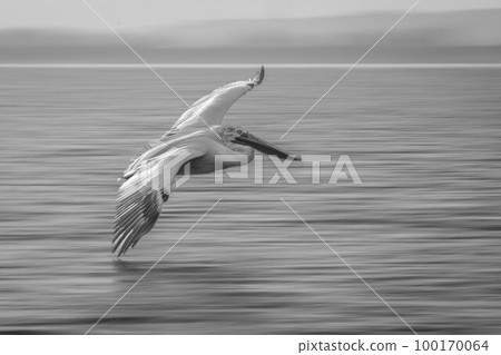 Mono slow pan of pelican crossing lagoon Mono slow pan of pelican crossing lagoon 100170064