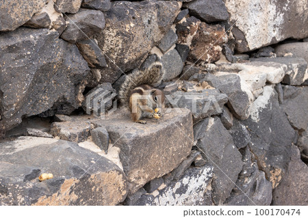 Chipmunk in the natural habitat, Fuerteventura Chipmunk in the natural habitat, Fuerteventura 100170474