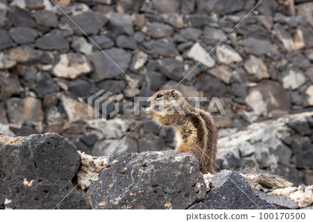 Chipmunk in the natural habitat, Fuerteventura Chipmunk in the natural habitat, Fuerteventura 100170500