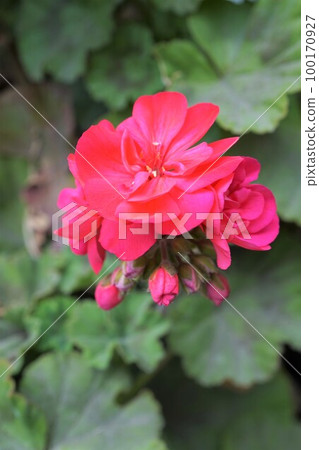 geranium geranium red pink geranium geranium red pink 100170927