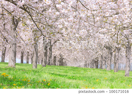 Nagano _ Chikuma River Embankment Cherry Blossom View Nagano _ Chikuma River Embankment Cherry Blossom View 100171016